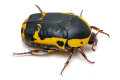 Pachnoda sinuata flaviventris adult